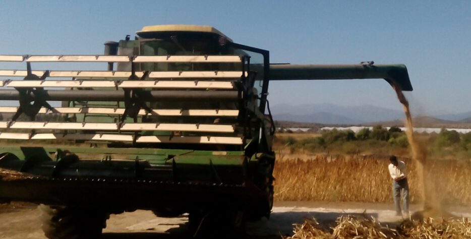 Venta al por menor y al mayor de Quinoa de gran calidad producida en nuestro campo y por nuestra cooperativa asociada.