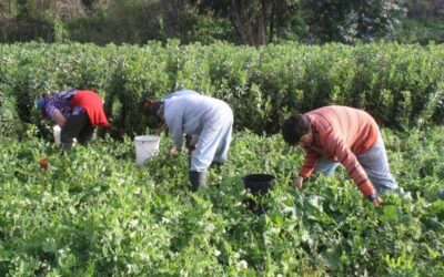 Nueva página del rey de la quinoa, pioneros en la producción de este super alimento en Chile.