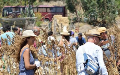 MÁS DE 500 PERSONAS PARTICIPARON EN LA SEGUNDA VERSIÓN DE LA TRILLA DE LA QUINUA EN PAPUDO